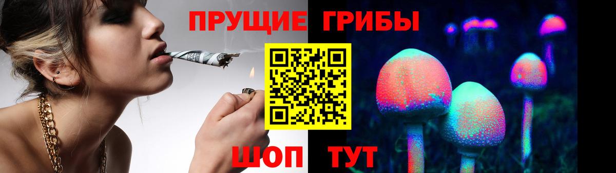 Галлюциногенные грибы Psilocybe Менделеевск